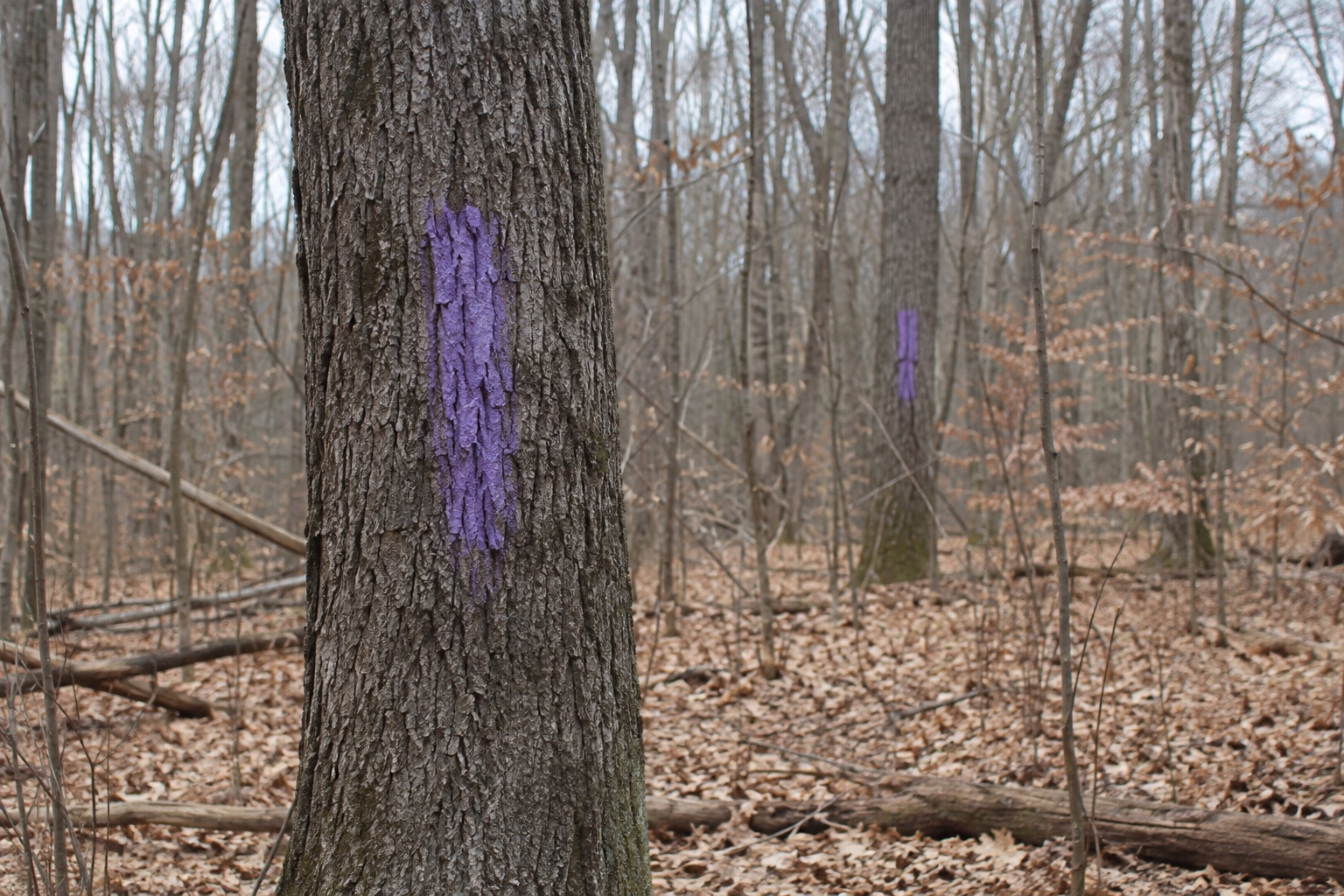 Vertical purple paint marks on tree trunks along a woodland property boundary in Pennsylvania