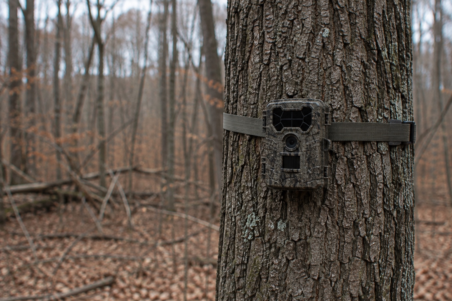 A camouflage trail camera strapped to a tree trunk in bare winter woodland