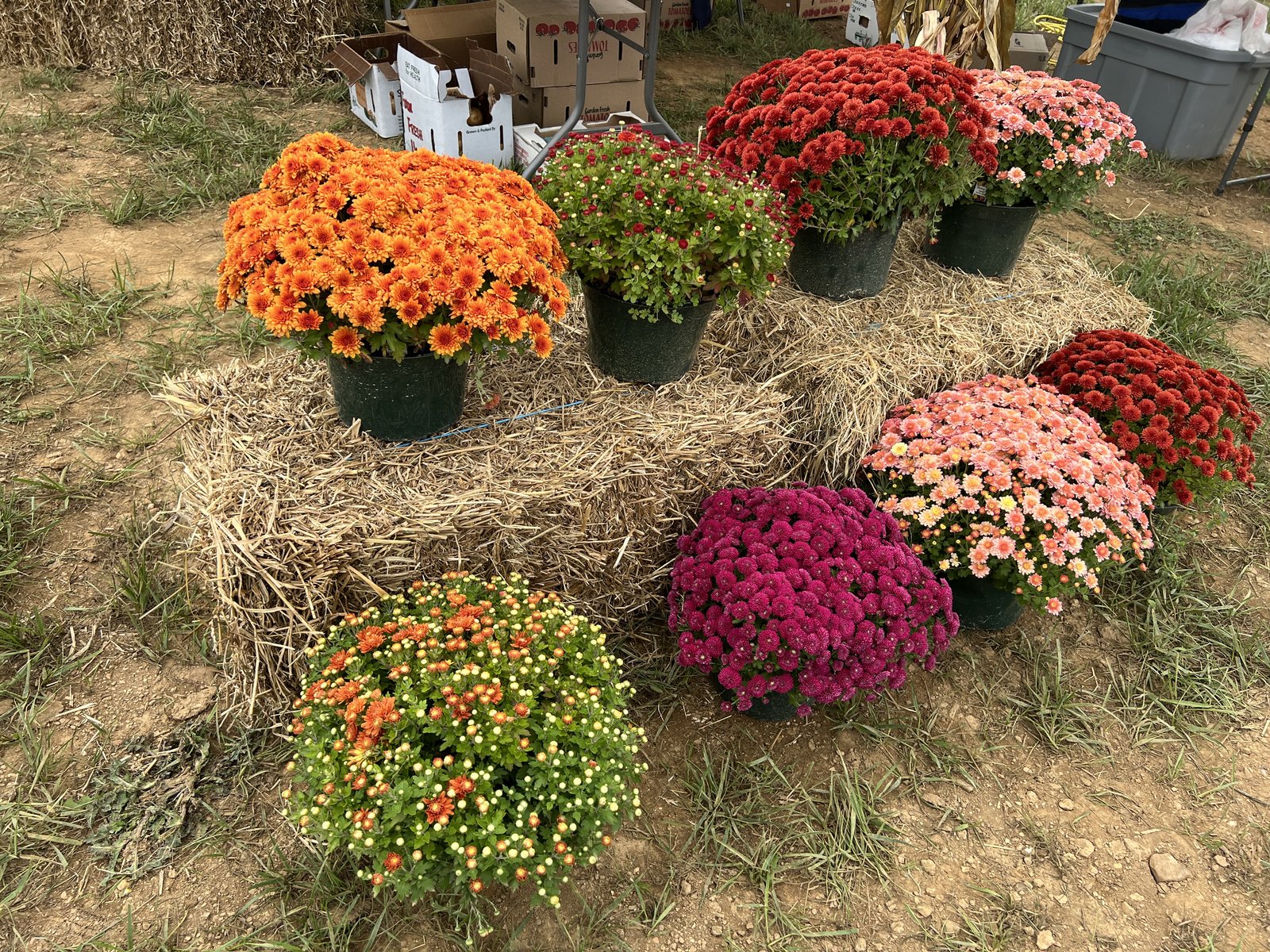 Potted mums in orange, red, pink and purple arranged on straw bales
