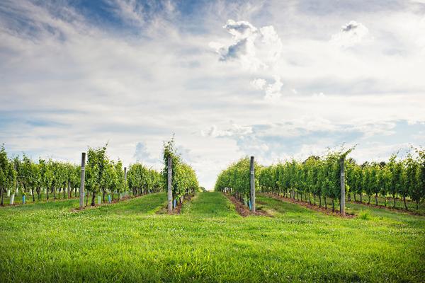 The Jewel of the Valley: Exploring the Lehigh Valley Wine Trail