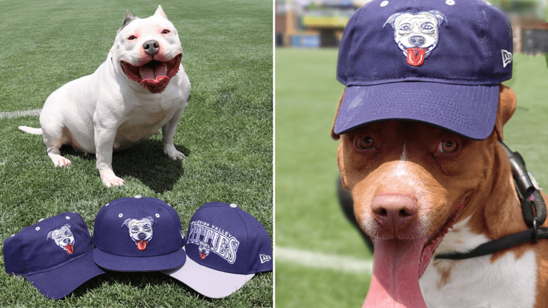 IronPigs Become the 'Pitties' on Aug. 11, Hosting Dog Adoption Night at Coca-Cola Park